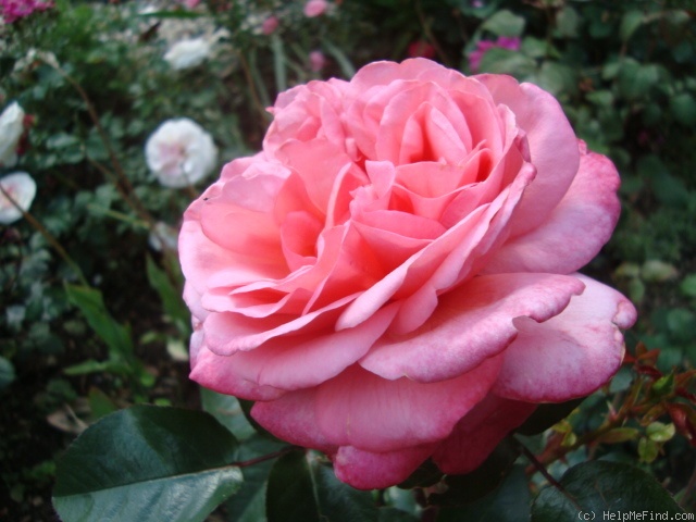 'Caritas ® (hybrid tea, Meilland, 2006)' rose photo