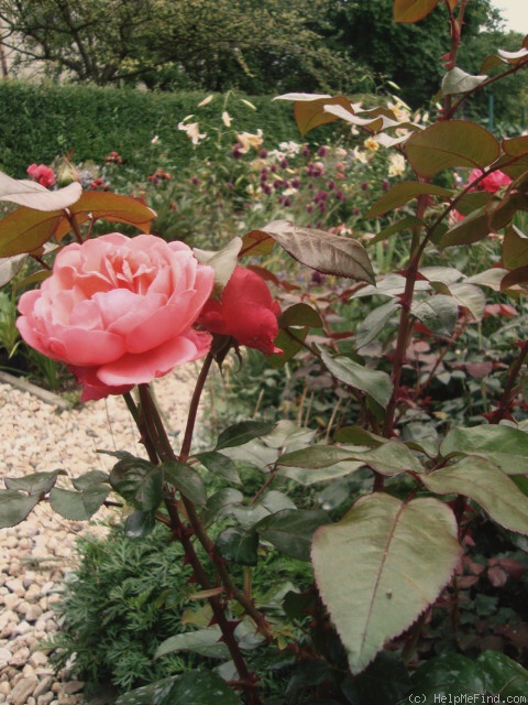 'Caritas ® (hybrid tea, Meilland, 2006)' rose photo