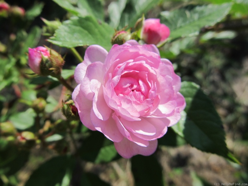 'Vineyard Song' rose, click to enlarge 'Vineyard Song' rose photo