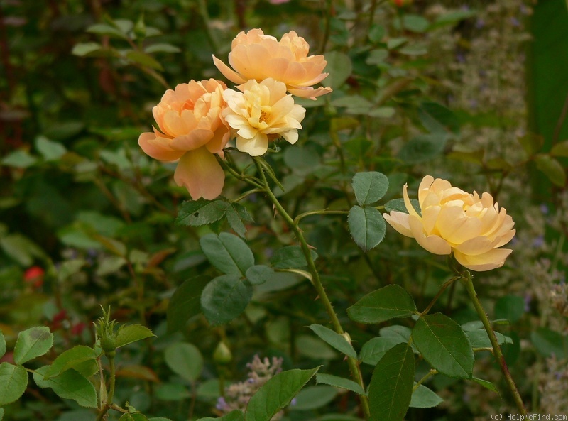 'The Lark Ascending' rose photo