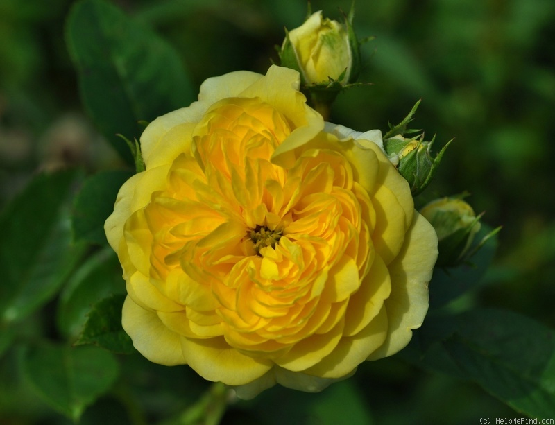 'Anny Duperey ®' rose photo