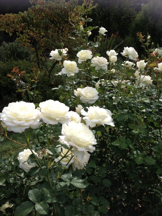 'Moondance (floribunda, Zary, 2007)' rose photo