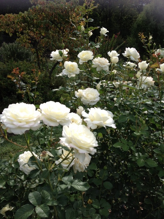'Renziehausen Park Arboretum Rose Garden'  photo
