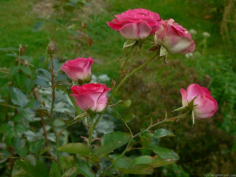 'Marie Rottrová' rose photo