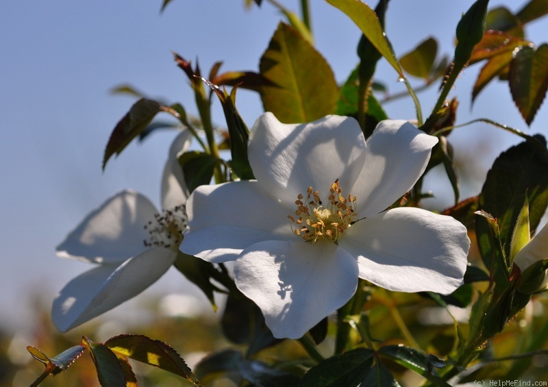 'Escimo ® (shrub, Kordes, 1991/2006)' rose photo