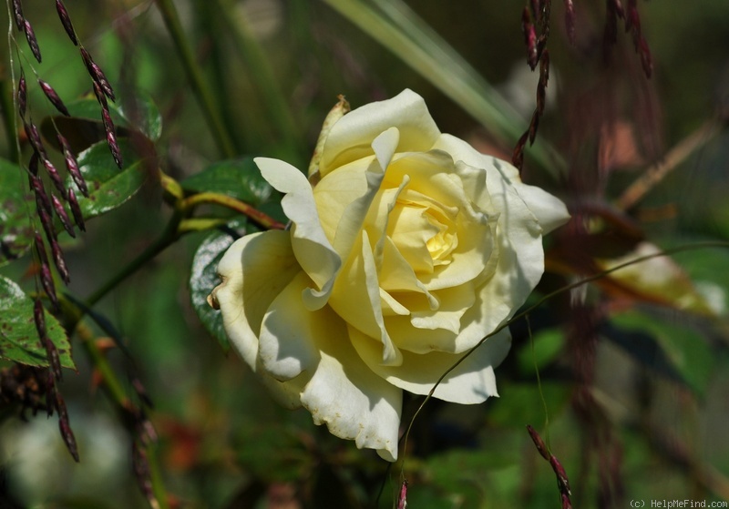 'Elfe ® (LCl, Evers/Tantau, 2000)' rose photo