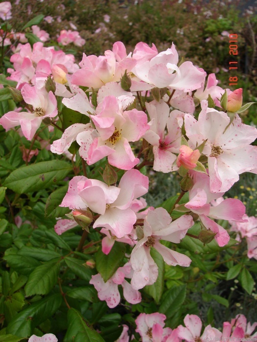 'Carabella' rose photo