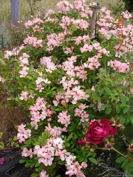 'Carabella' rose photo