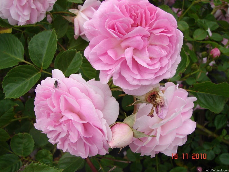 'Lavender Lassie (Hybrid Musk, Kordes, 1960)' rose, click to enlarge 'Lavender Lassie (Hybrid Musk, Kordes, 1960)' rose photo
