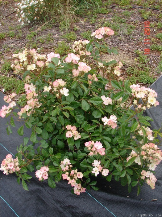 'Honeyflow' rose photo