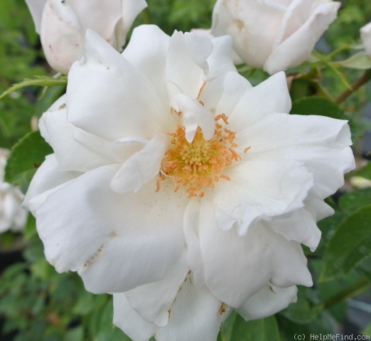 'Marguerite Guillard' rose photo
