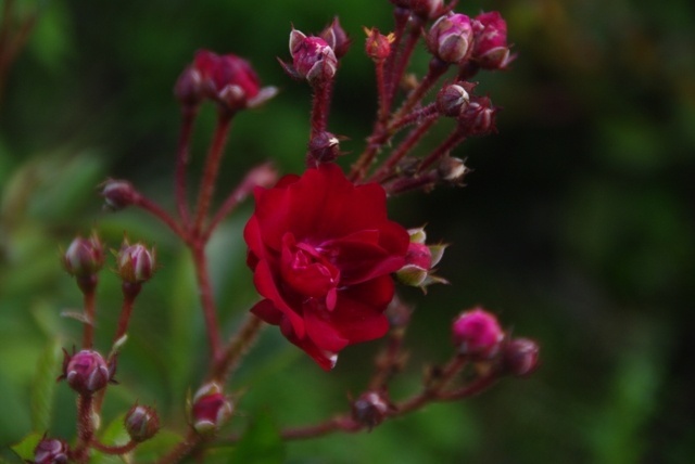 'Frantisek Valásek' rose photo