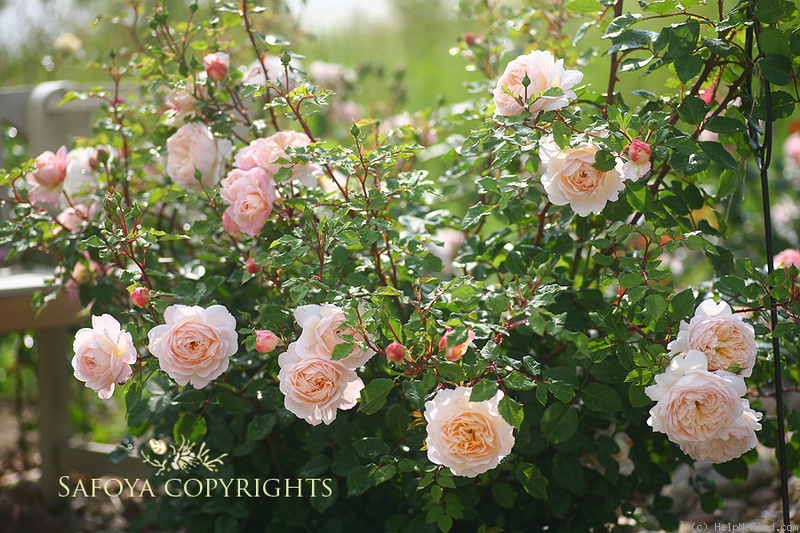 'Crocus Rose' rose photo