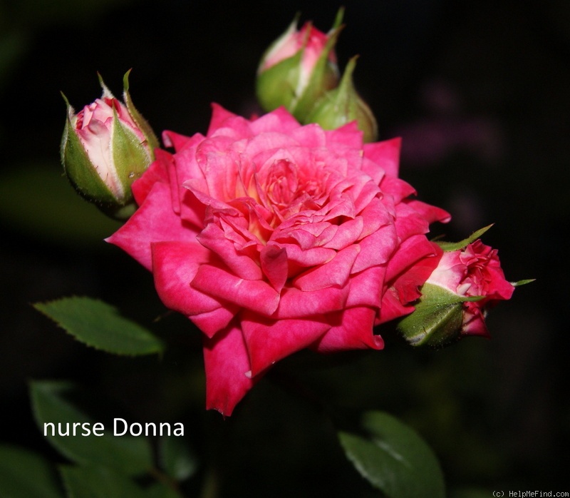 'Nurse Donna' rose photo