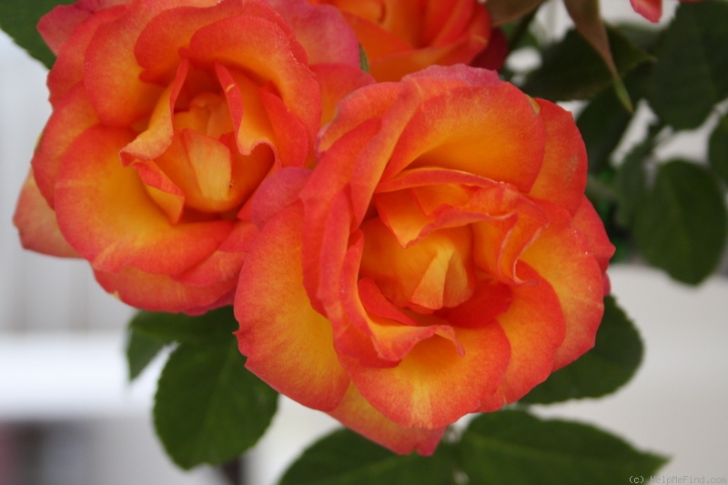 'Summer Blaze' rose photo