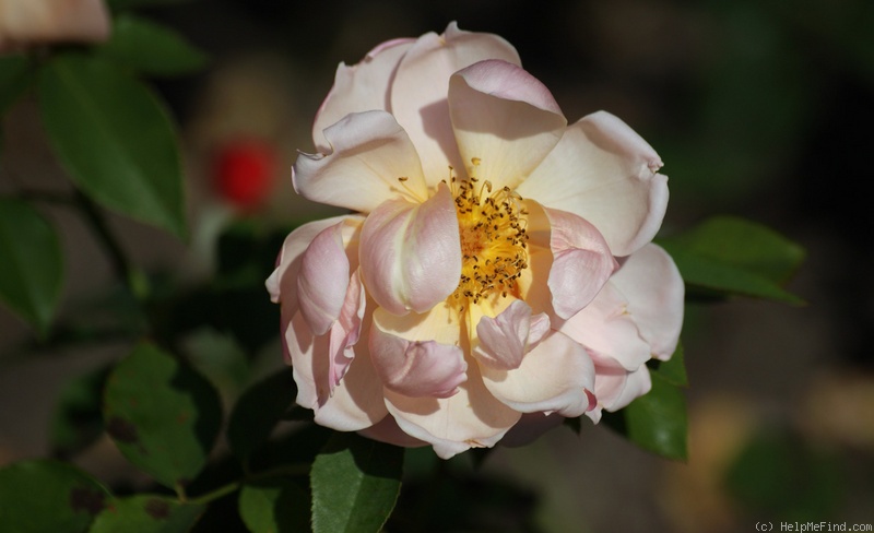 'Albert Maumené' rose photo