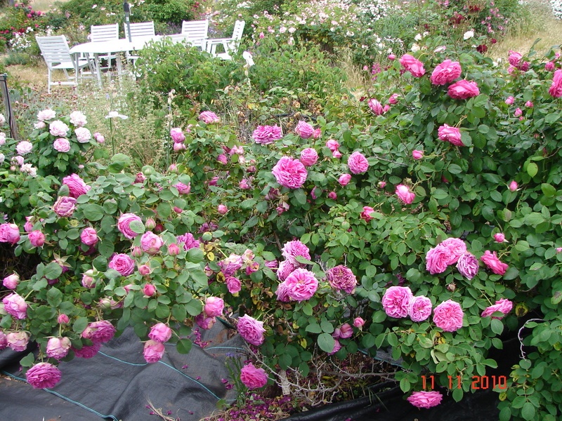 'Petals and Buds Rose Garden'  photo