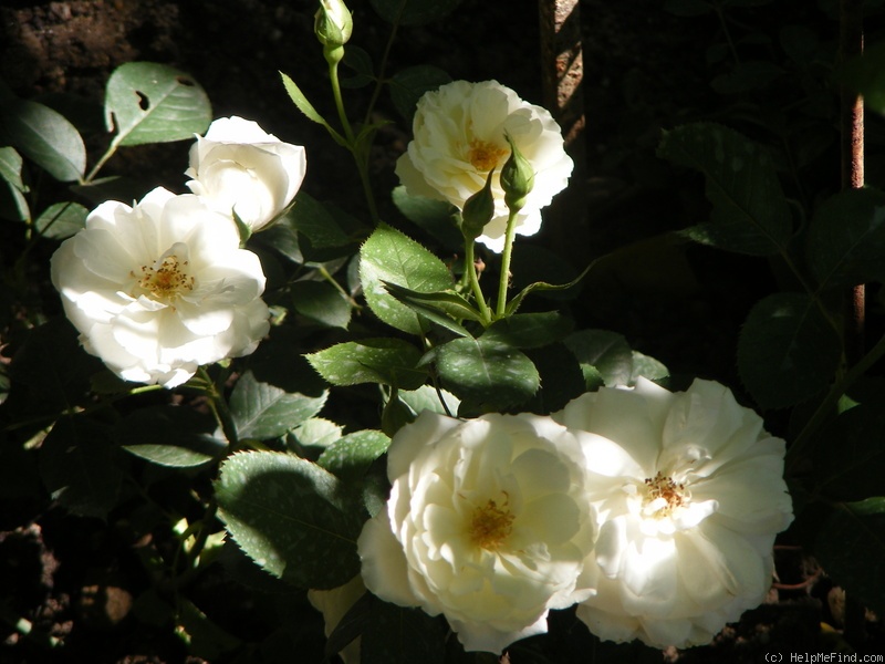 'Princess of Wales (floribunda, Harkness 1997)' rose photo