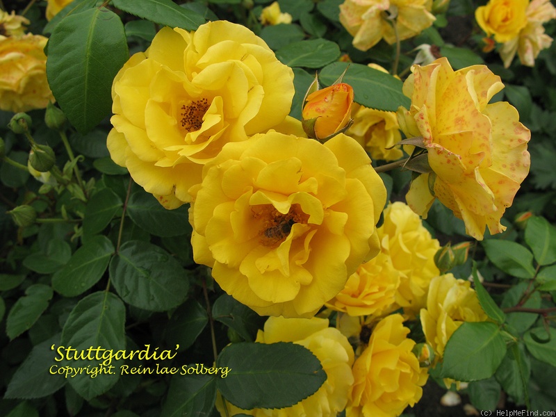 'Stuttgardia ®' rose photo