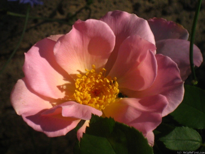 'Gwen Nash' rose photo