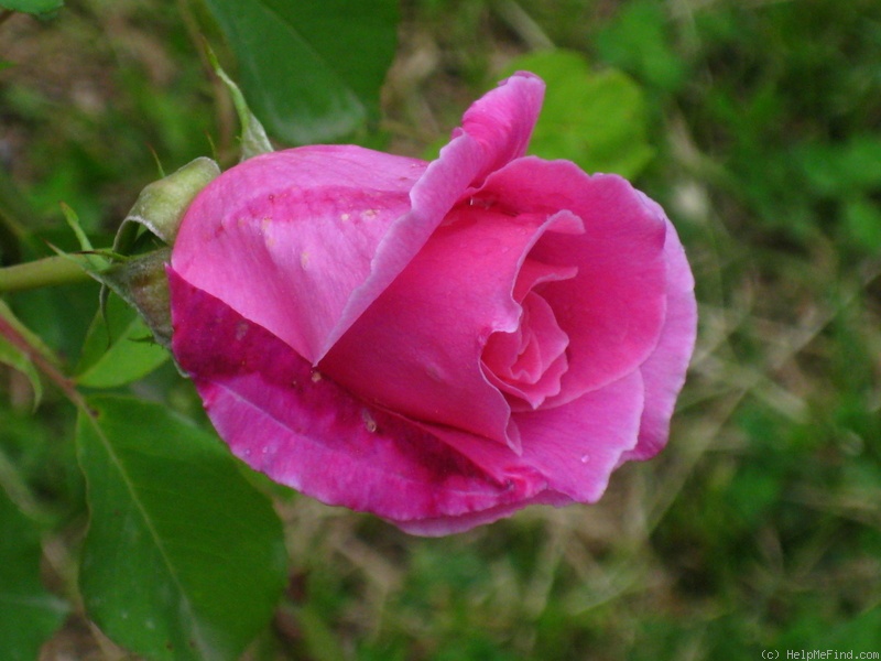 'Mrs. Fred Danks' rose photo