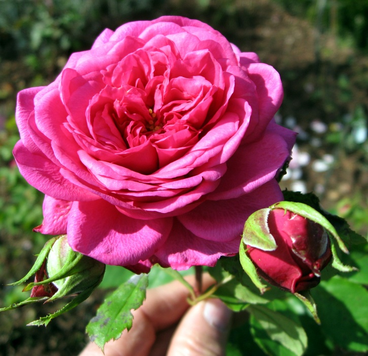 'MARQUART, Roland'  photo