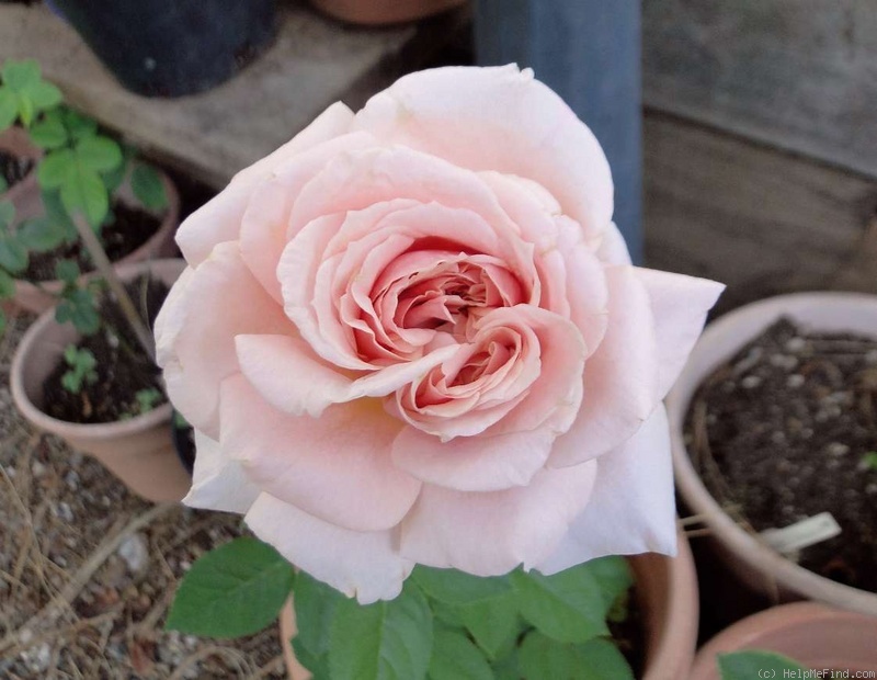 'Budatétény' rose photo