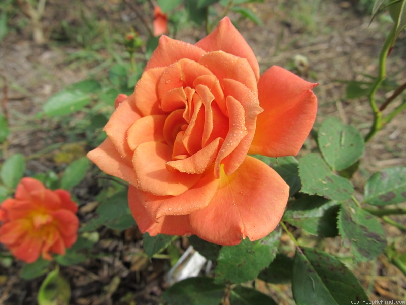 'Pumpkin Patch (Floribunda, Bedard, 2008)' rose photo