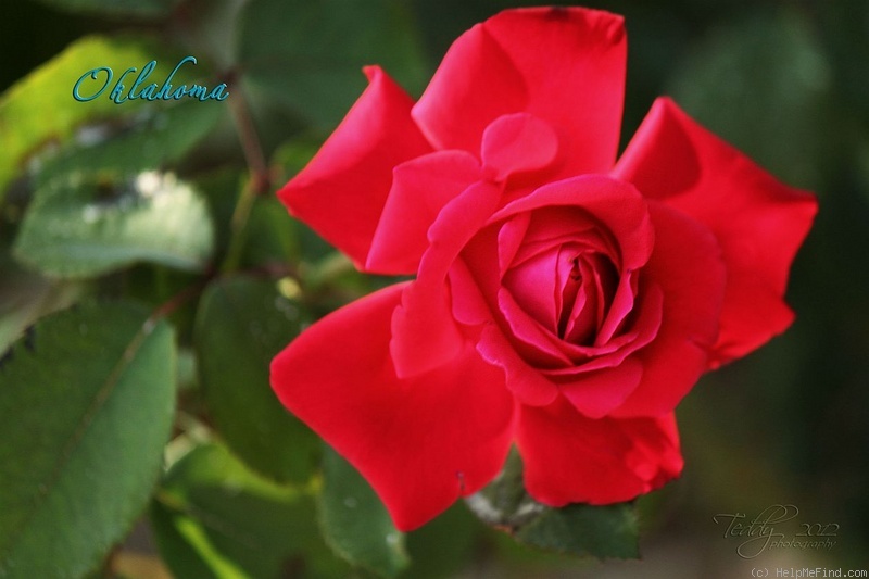 'Oklahoma (Hybrid Tea, Swim & Weeks, 1963)' rose photo