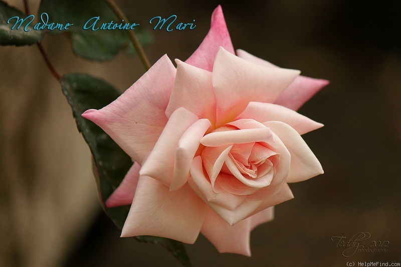 'Madame Antoine Mari (Tea, Mari before 1890)' rose photo