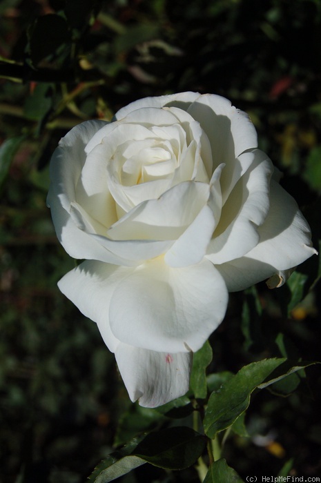 'Sugar Moon' rose photo