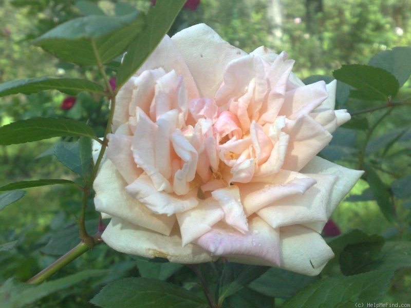 'Baronne Henriette de Snoy' rose photo