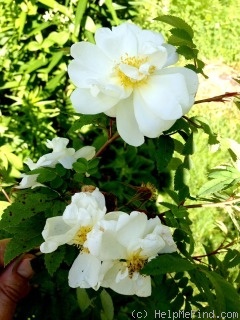 'Helvi' rose, click to enlarge 'Helvi' rose photo