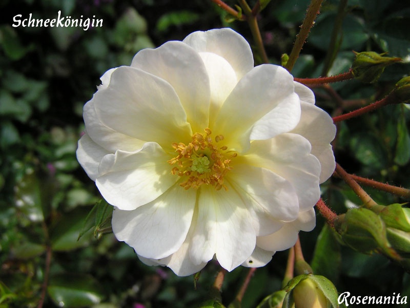 'Schneekönigin ® (shrub, Evers/Tantau, 1992)' rose photo