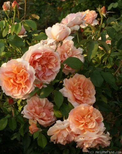 'Rosafrica' rose photo