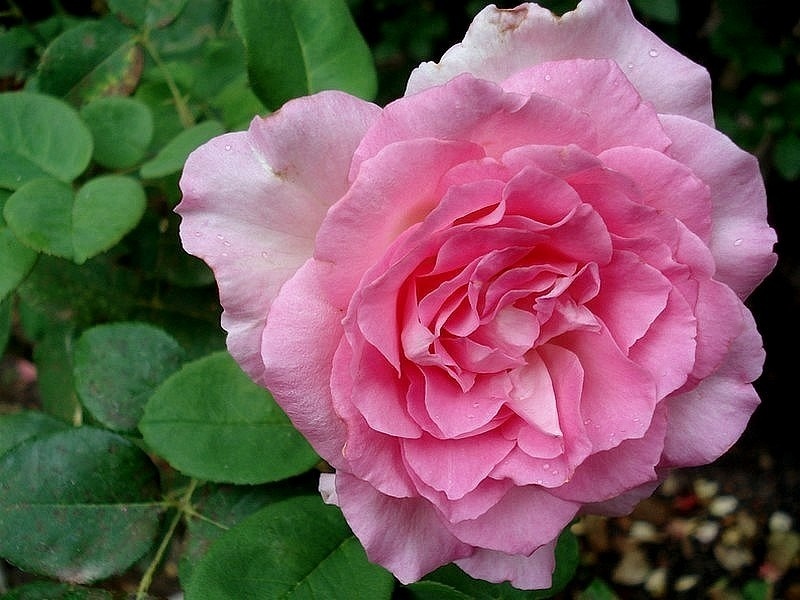 'Sophie Davant' rose photo