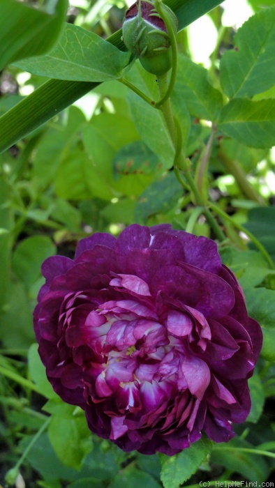 'Ombrée Parfaite' rose photo