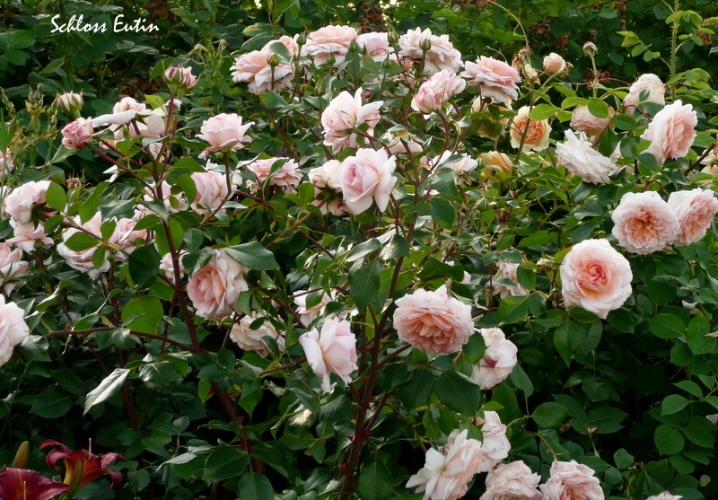 'Schloss Eutin ® Fairy Tale' rose photo