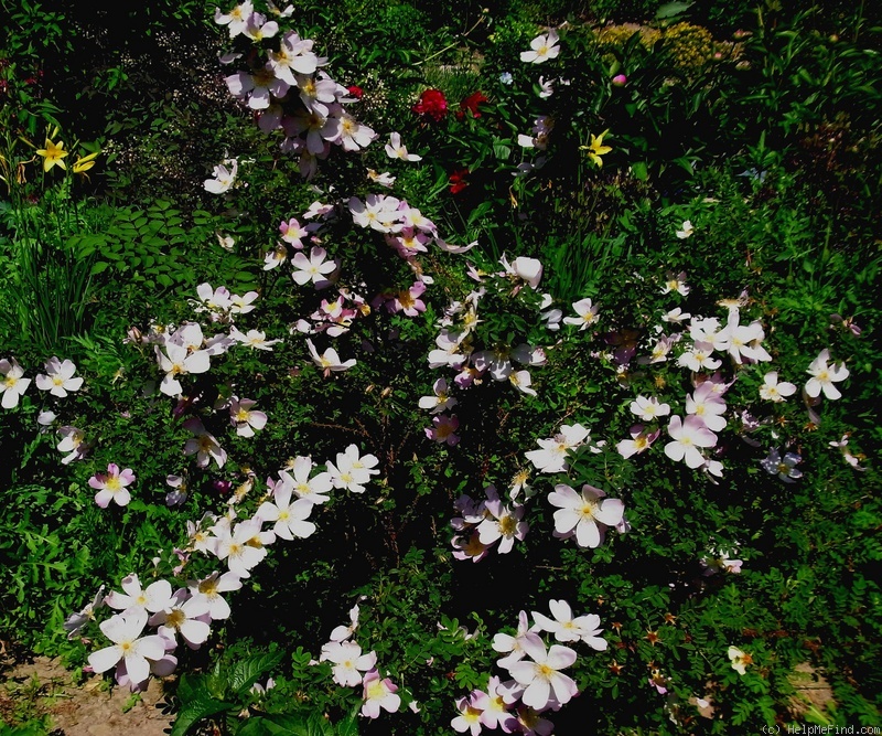 'Haeckora' rose photo
