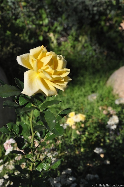 'Berolina (hybrid tea, Kordes before 1982)' rose photo