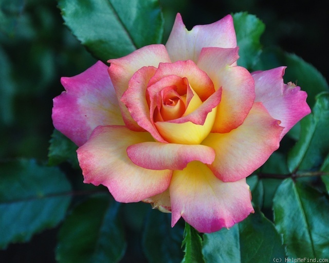 'Rainbow Sorbet ™' rose photo