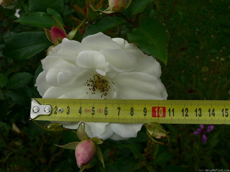 'KORbin' rose photo