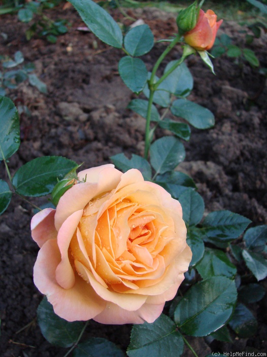 'Ibiza (floribunda, Interplant)' rose photo