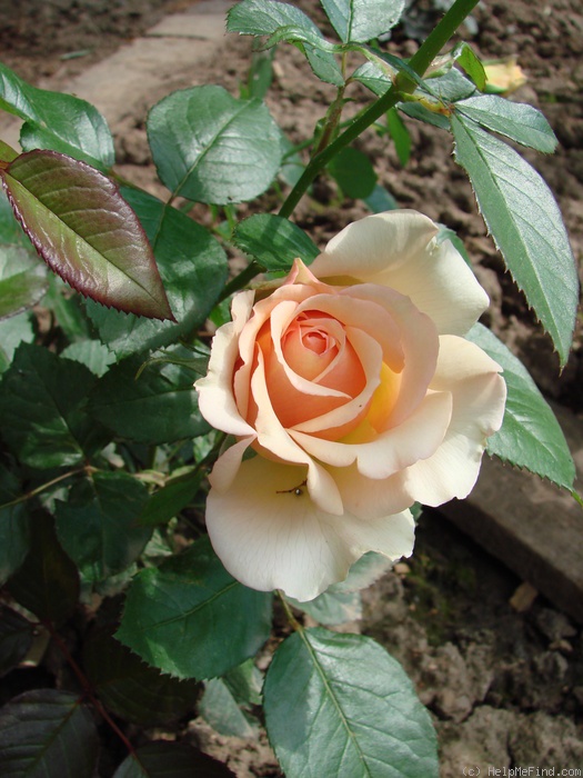 'Tahiti ® (hybrid tea, Interplant 2005)' rose photo