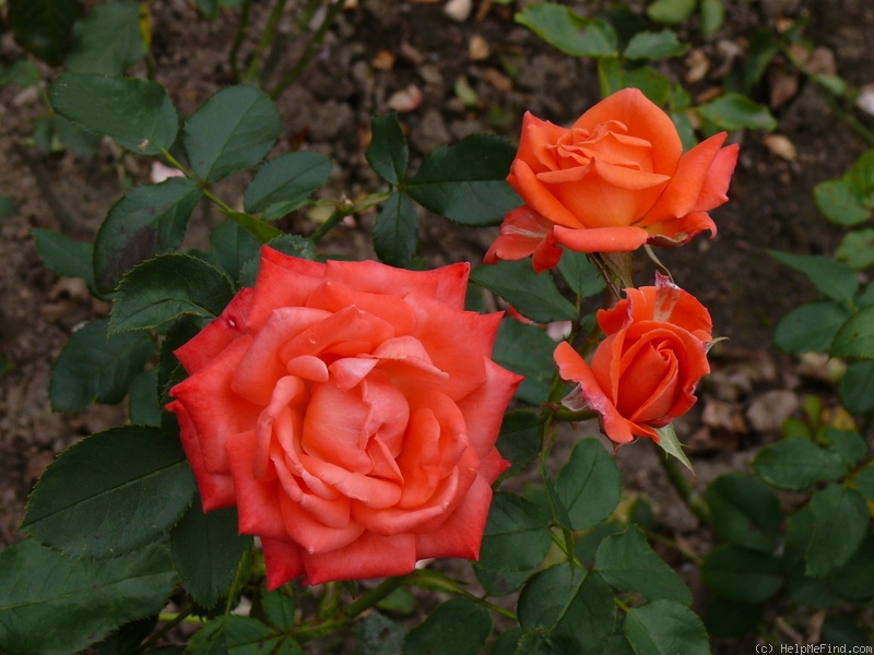'Florett' rose photo