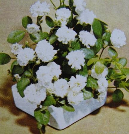 'Biancaneve' rose photo