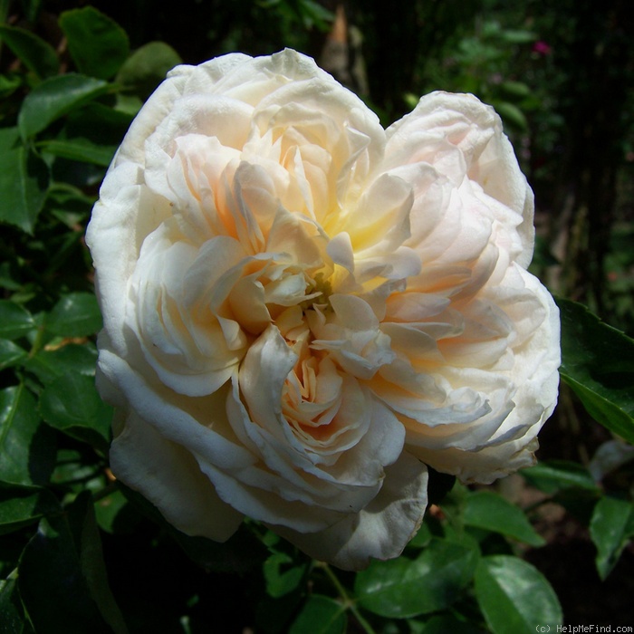 'Marco' rose photo