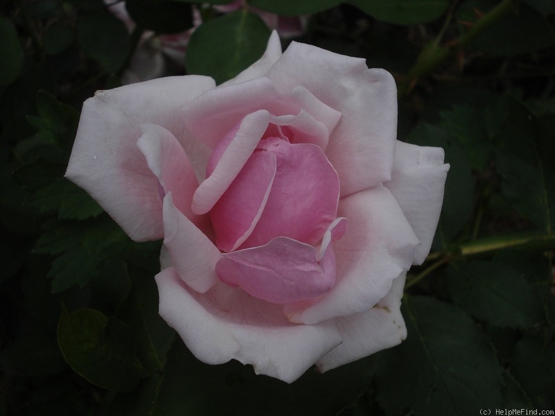 'La France' rose photo