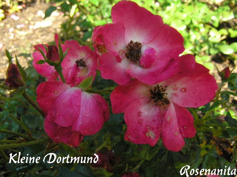 'Kleine Dortmund' rose photo