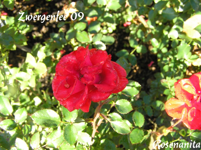 'Zwergenfee 09 ®' rose photo